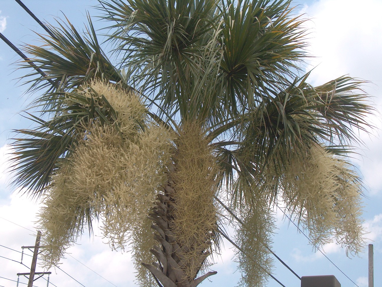 Online Plant Guide Sabal palmetto / Cabbage Palm